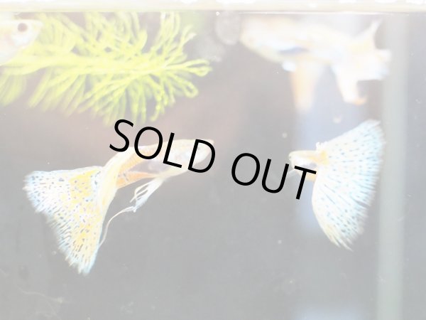 画像2: 国産グッピー レッドグラス リボン トリオ (2)