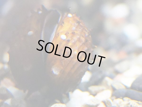 画像2: キングクッパスネール (2)