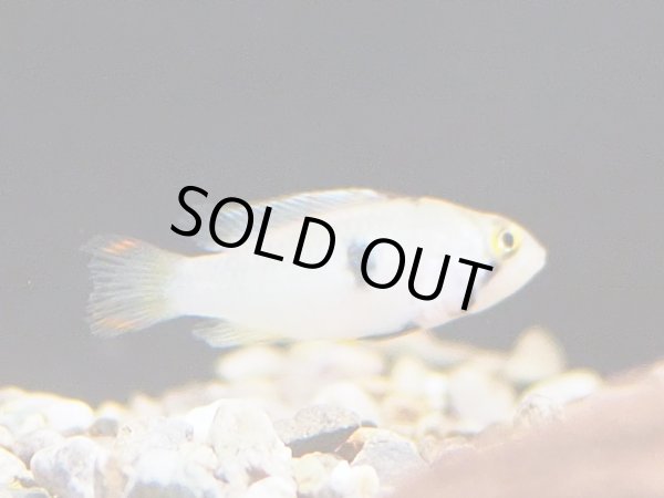 画像2: アピストグラマ ナイスニー 1ペア EUブリード (2)