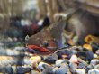 画像1: バトラクスキャット(5cm±)WILDコロンビア (1)