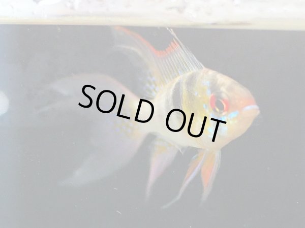 画像3: ドイツラミレジィ(ロングフィン) 1ペア (3)