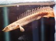 画像1: ポリプテルス コンギクス(10cm±)ブリード (1)