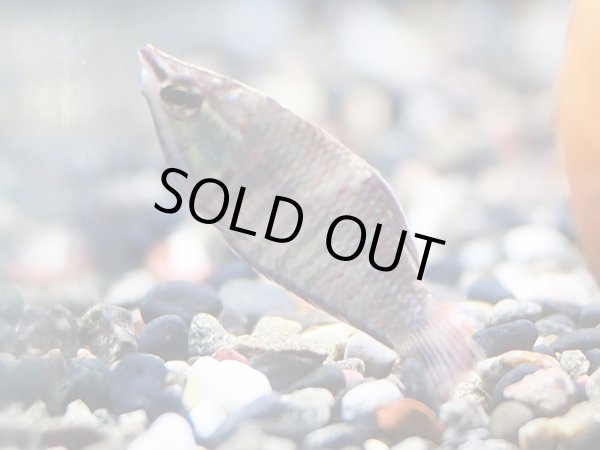 画像2: スファエリクチス バイランティ WILD (2)