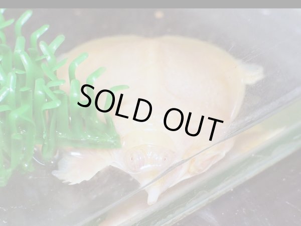 画像2: アルビノシナスッポン ベビー(4cm±)ブリード (2)