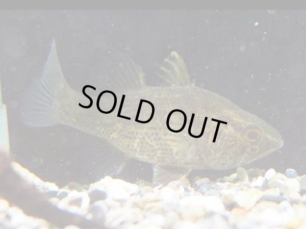 画像2: グロッサミア アプリオン(9cm±)WILD (2)