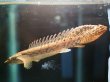 画像2: ポリプテルス コンギクス(10cm±)ブリード (2)