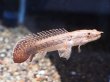 画像3: ポリプテルス コンギクス(10cm±)ブリード (3)
