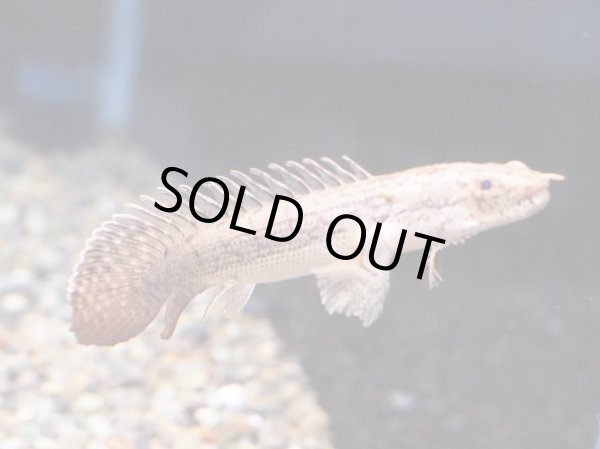 画像3: ポリプテルス コンギクス(10cm±)ブリード (3)