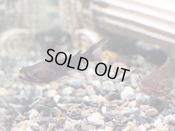 画像2: バトラクスキャット(5cm±)WILDコロンビア (2)