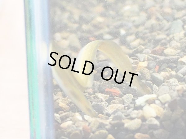 画像2: ウナギ(15cm±)WILD静岡県 (2)