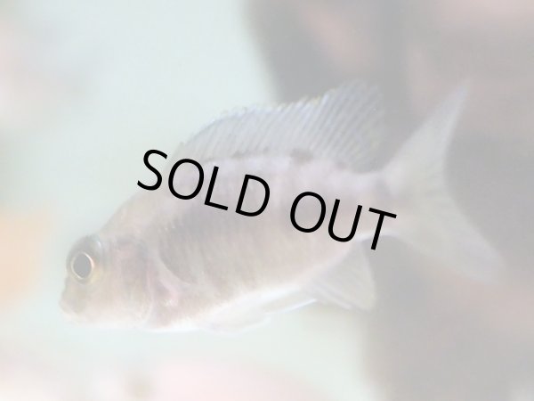 画像2: ブルーピーコックシクリッド (2)