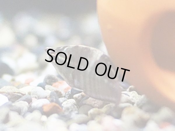 画像3: スファエリクチス バイランティ WILD (3)