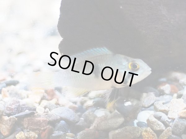 画像3: アピストグラマ ナイスニー 1ペア EUブリード (3)