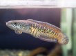 画像3: バイオレットスネークヘッド(12cm±)上物WILD (3)