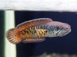 画像1: バイオレットスネークヘッド(12cm±)上物WILD (1)