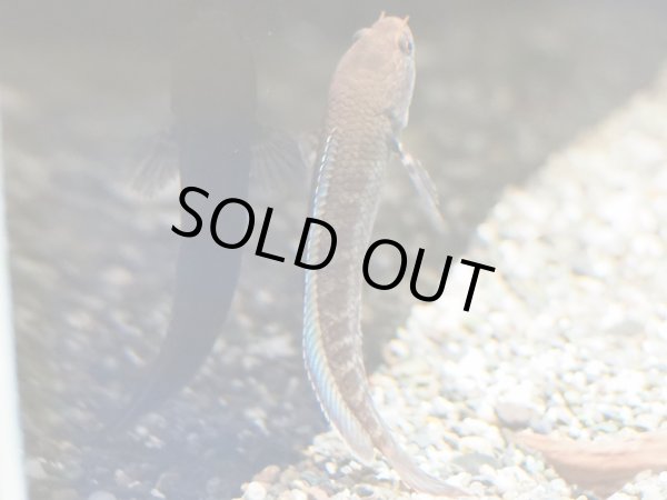 画像4: ブルーレインボー スネークヘッド(8cm±)ブリード (4)