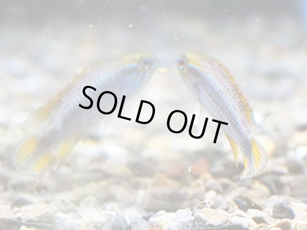 画像3: アピストグラマ アガシジィ 1ペア WILDナナイ (3)