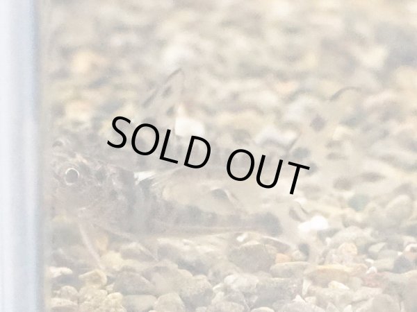 画像2: ピクタスキャット (2)