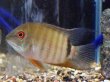画像1: へロス リベリフェール セベラム(8cm±)WILDコロンビア (1)