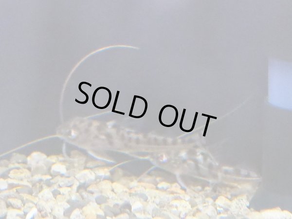 画像3: ピクタスキャット (3)