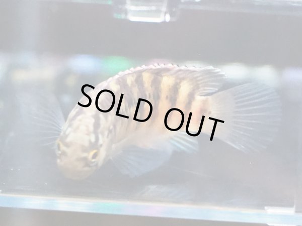 画像6: イヴァナカラ アドケタ 1ペア EUブリード★ (6)