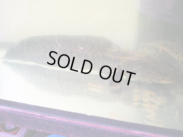 画像3: タイワンドジョウ(45cm±)WILD兵庫 (3)