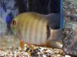 画像2: へロス リベリフェール セベラム(8cm±)WILDコロンビア (2)
