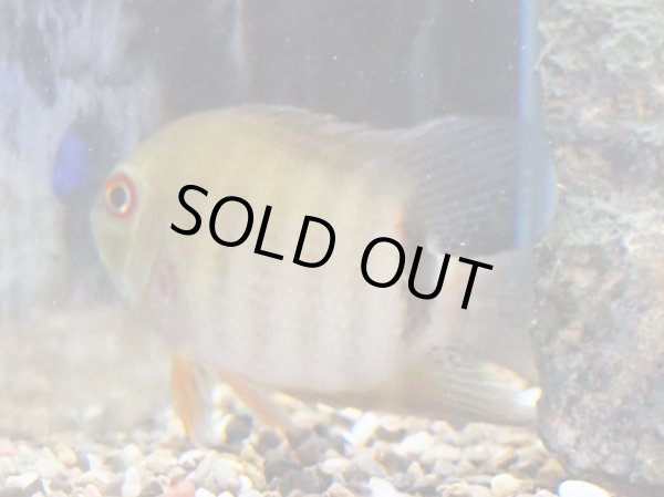 画像2: へロス リベリフェール セベラム(8cm±)WILDコロンビア (2)