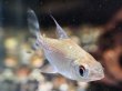 画像2: シルバープロキロダス(6cm±)WILD (2)