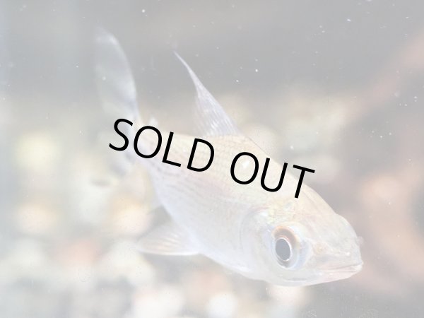 カラープロキロダスの飼い方|大型魚水槽の掃除に！、コケ取り