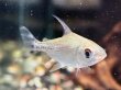 画像1: シルバープロキロダス(6cm±)WILD (1)