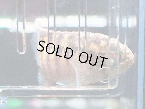 画像5: イヴァナカラ アドケタ 1ペア EUブリード★ (5)