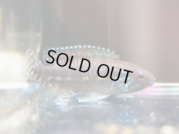 画像4: アピストグラマ パウキスクアミス 1ペア WILDサンタイザベル (4)