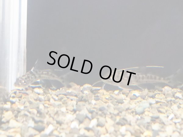 画像4: ピクタスキャット (4)