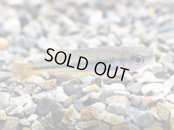 画像4: メラノタエニア トリファスキアータ 1ペア WILDコーエン川 (4)