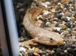 画像2: ポリプテルス コンギクス(10cm±)ブリード (2)