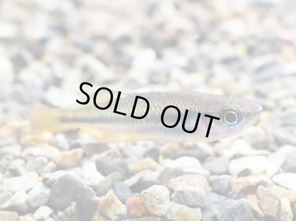 画像3: メラノタエニア トリファスキアータ 1ペア WILDコーエン川 (3)