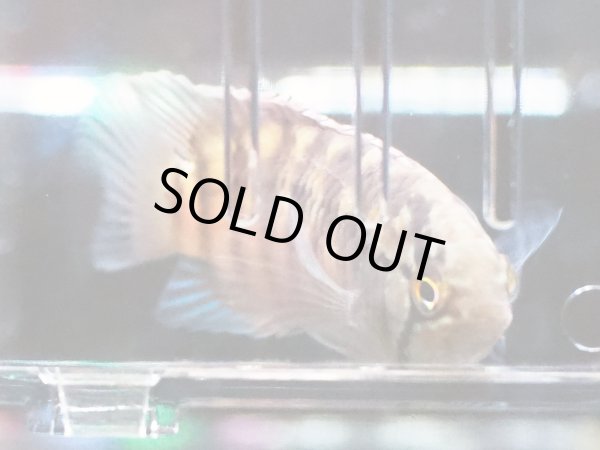 画像4: イヴァナカラ アドケタ 1ペア EUブリード★ (4)