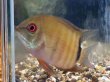 画像3: へロス リベリフェール セベラム(8cm±)WILDコロンビア (3)