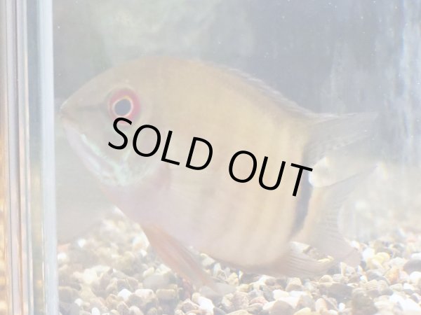 画像3: へロス リベリフェール セベラム(8cm±)WILDコロンビア (3)