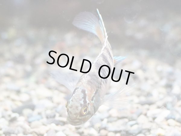 画像3: イヴァナカラ アドケタ 1ペア EUブリード★ (3)