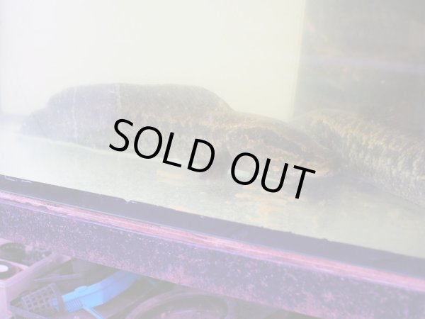 画像2: タイワンドジョウ(45cm±)WILD兵庫 (2)