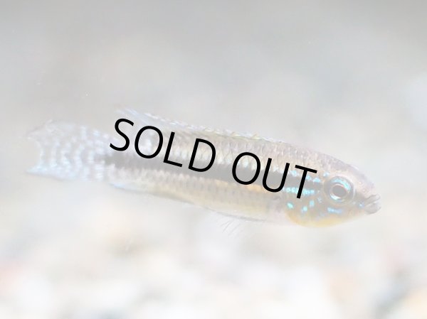 画像2: アピストグラマ パウキスクアミス 1ペア WILDサンタイザベル (2)