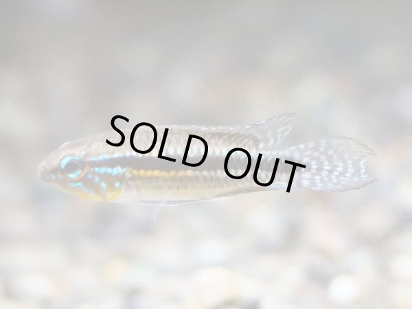 画像3: アピストグラマ パウキスクアミス 1ペア WILDサンタイザベル (3)