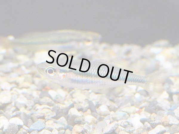 画像2: メラノタエニア トリファスキアータ 1ペア WILDコーエン川 (2)