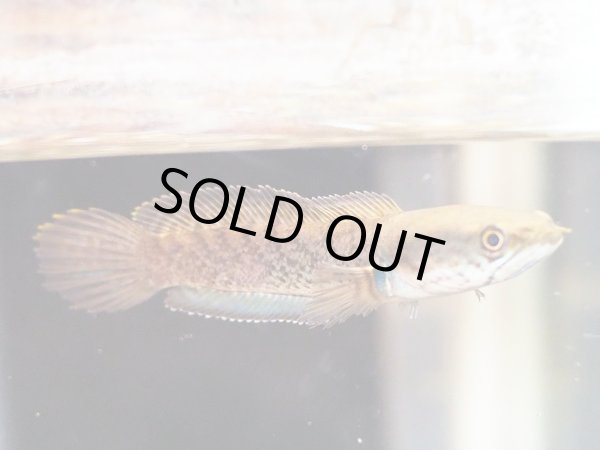 画像5: スチュワート スネークヘッド(10cm±)ブリード (5)