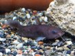 画像4: タンダンキャット(10cm±)WILDインドネシア (4)