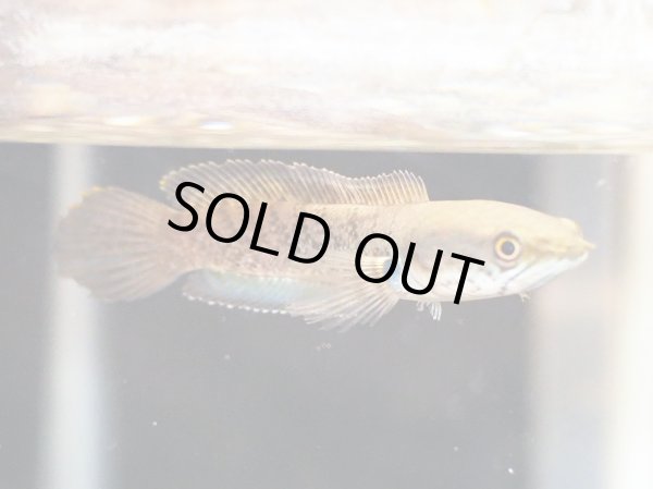 画像3: スチュワート スネークヘッド(10cm±)ブリード (3)