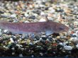 画像1: タンダンキャット(10cm±)WILDインドネシア (1)