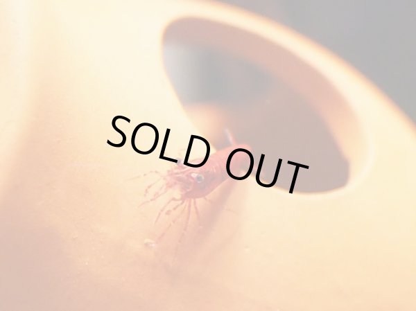 画像2: レッドヌマエビ (2)